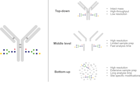 Mass-Spectrometric-Analysis-of-Antibodies-fig-2_genovis